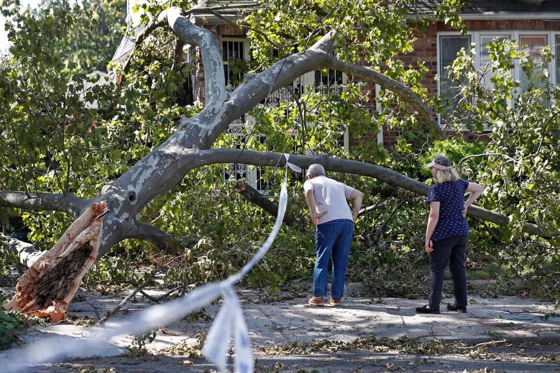 A man and a woman peer at a downed tree in the middle of the street.